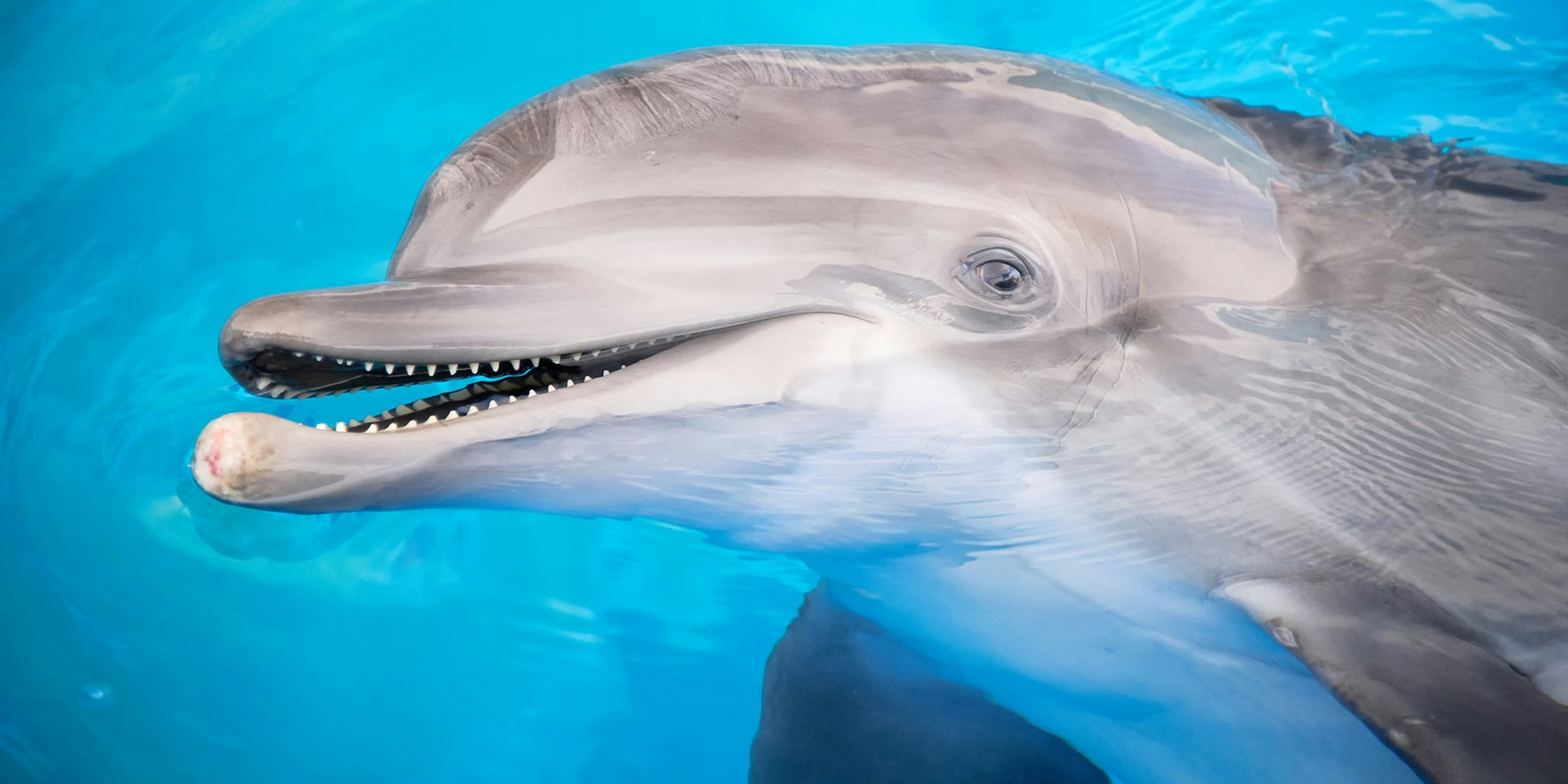 how smart are dolphins