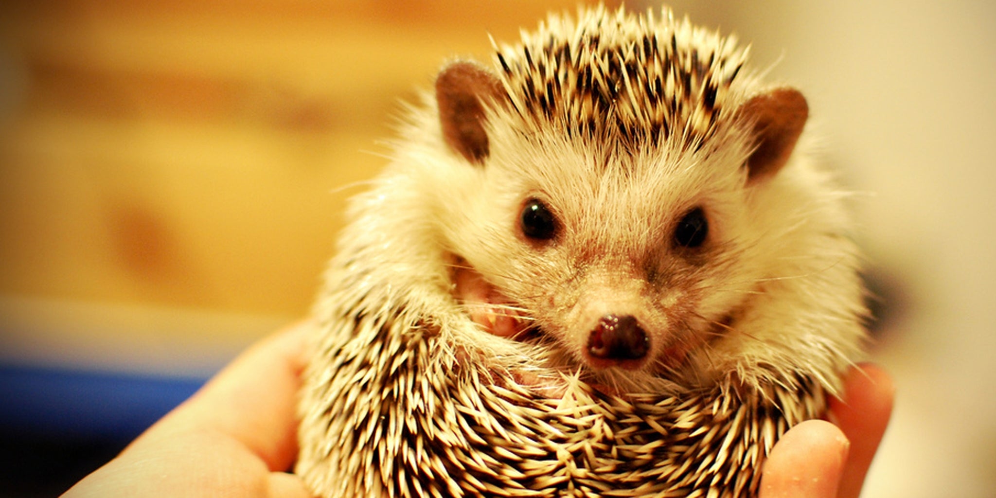Do you know what a hedgehog sounds like when it snores? You do now