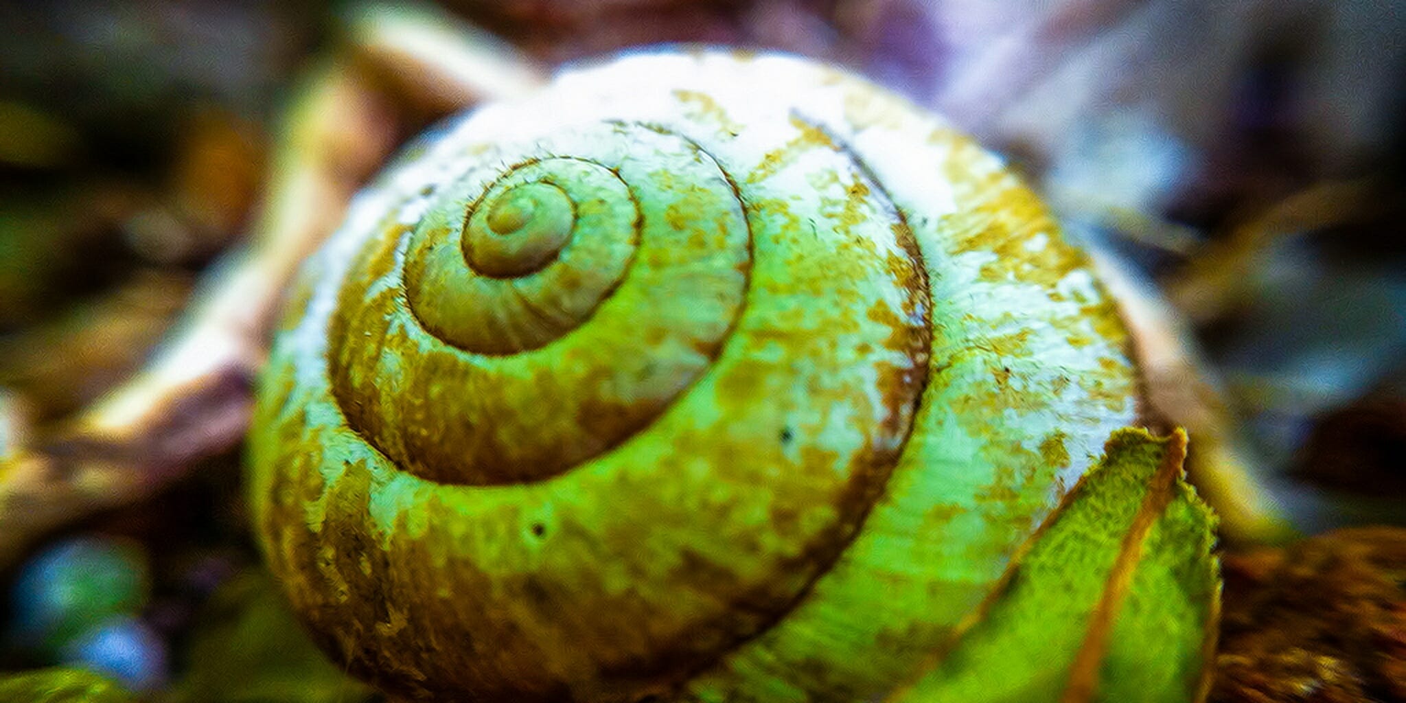These snails jump for their lives when a predator is nearby