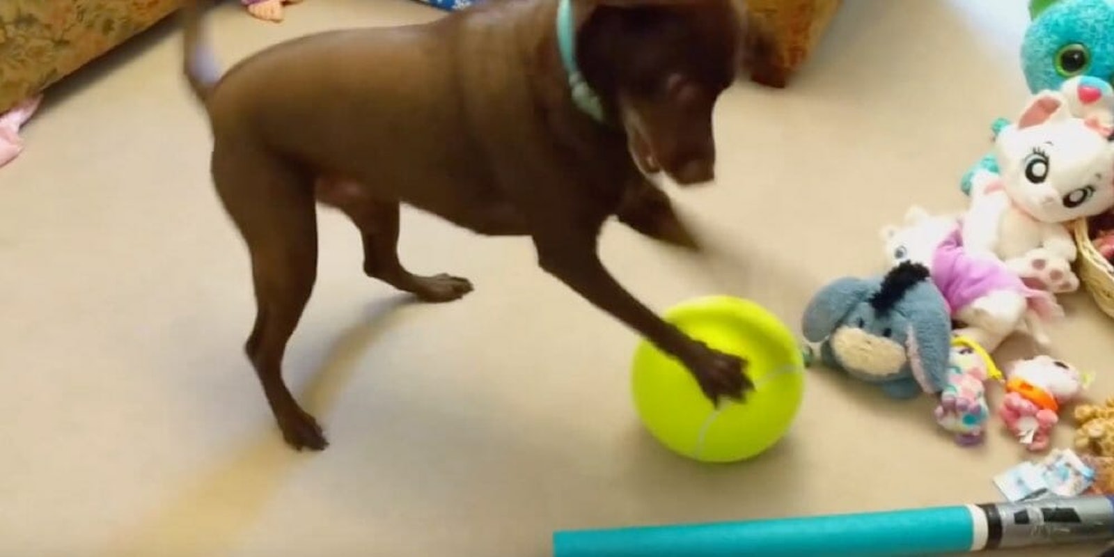 sadie the dog opens giant tennis ball at christmas