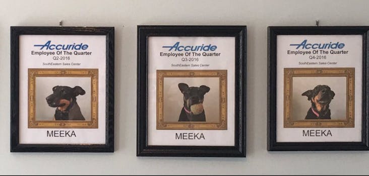 meeka dog employee of the quarter