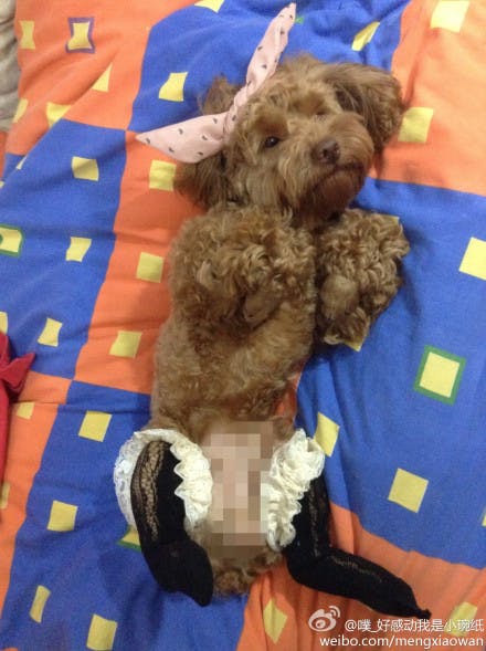 Shanghaiist - #Dogs in pantyhose #China's most hilarious meme