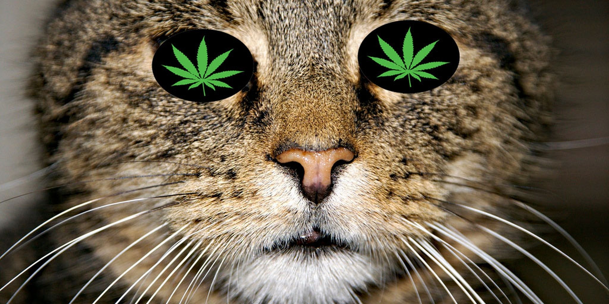 Cat caught smuggling drugs into European prison The Daily Dot