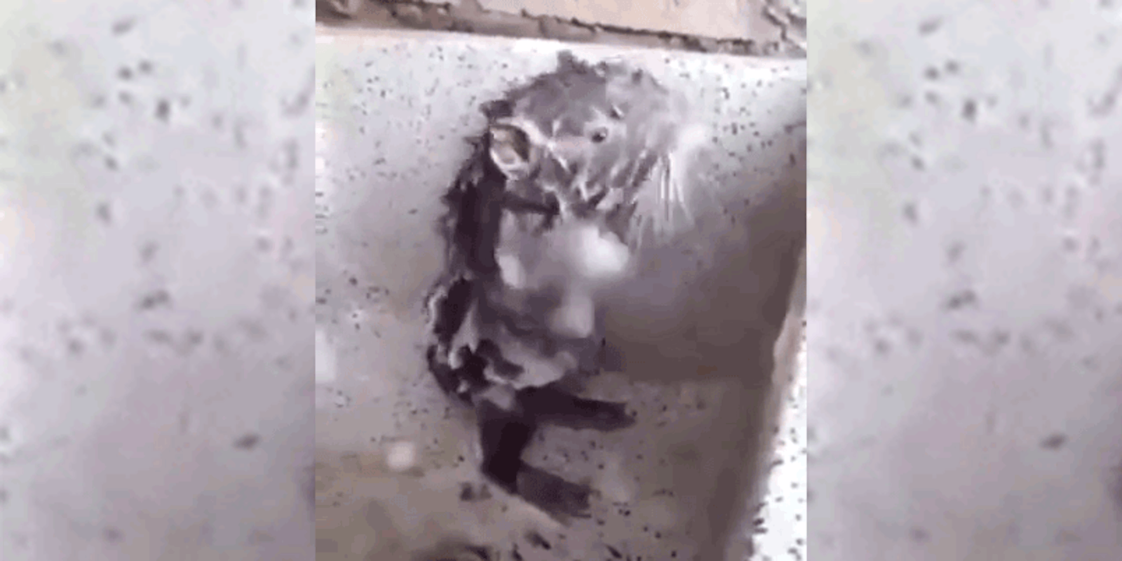 shower rat video : Rat taking a shower
