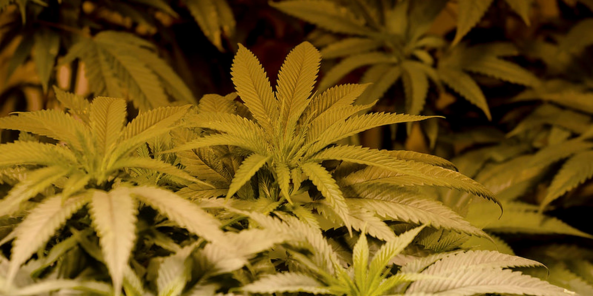 Homepage article image