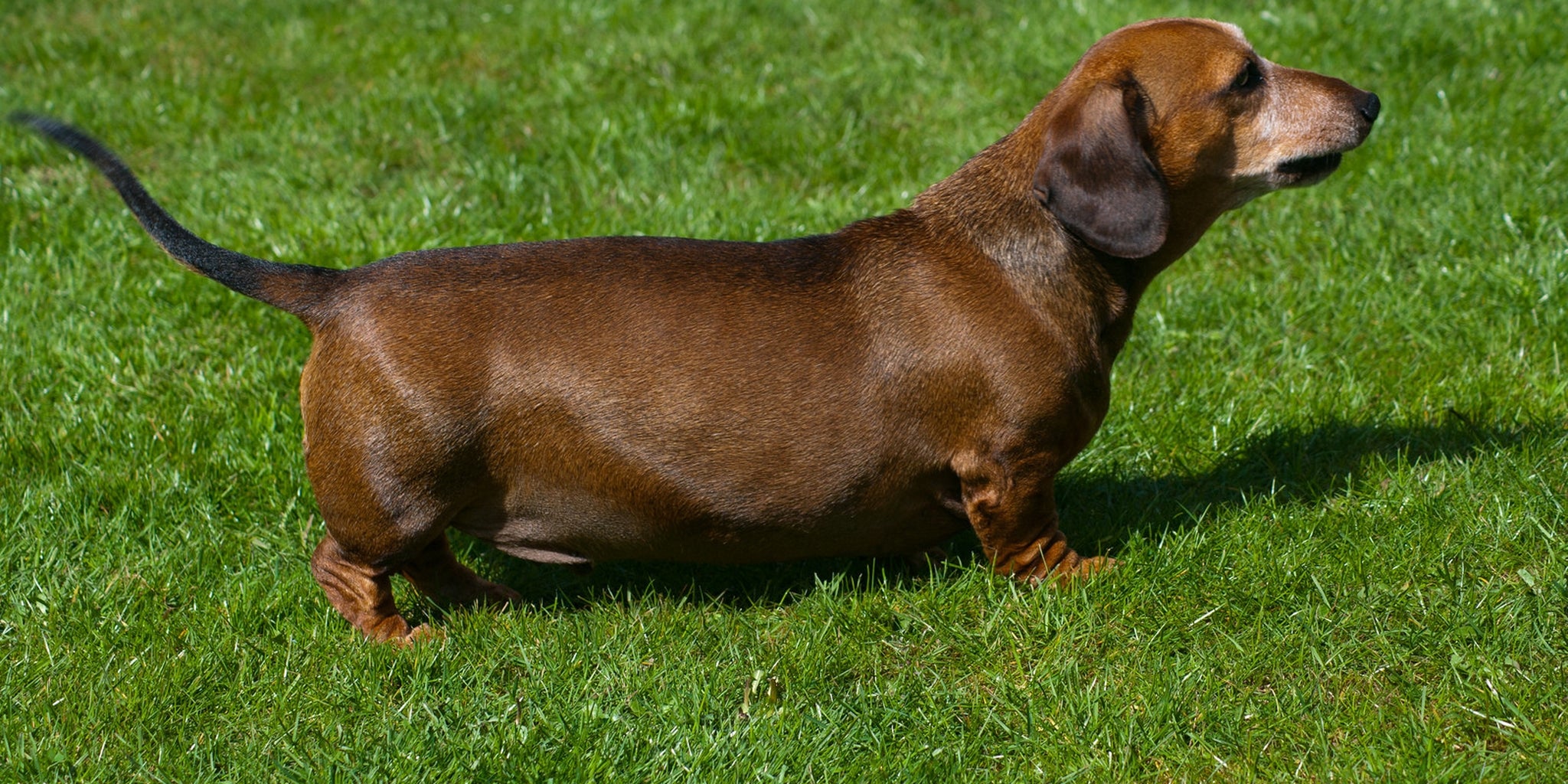Wiener dog cheats to win this race The Daily Dot