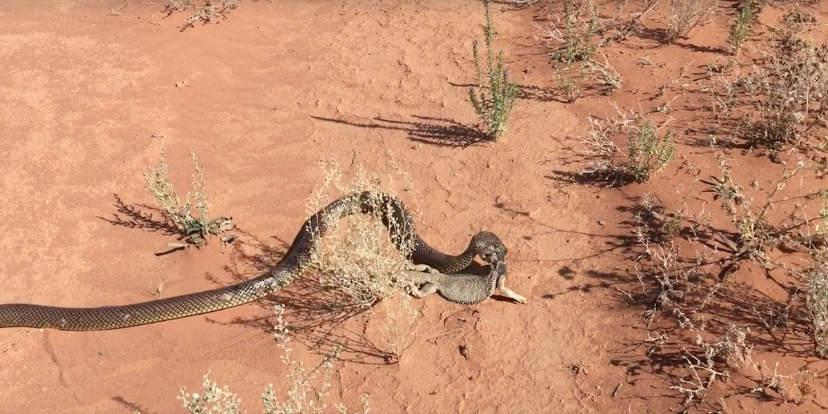 brown snake lizard Australia