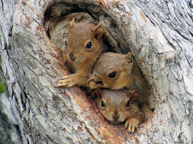 squirrels in a tree