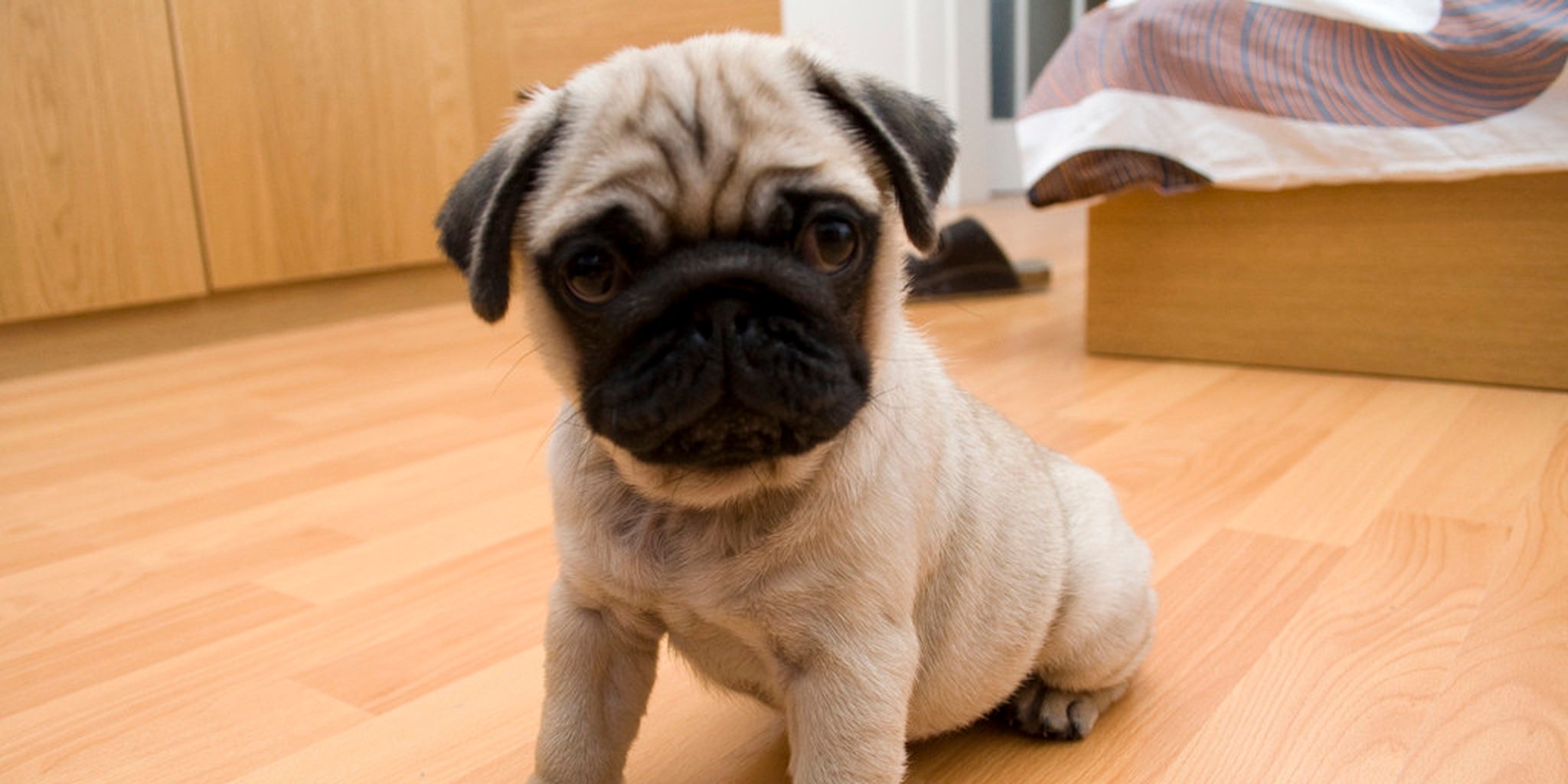 Pack of pug puppies teaches man the true meaning of happiness