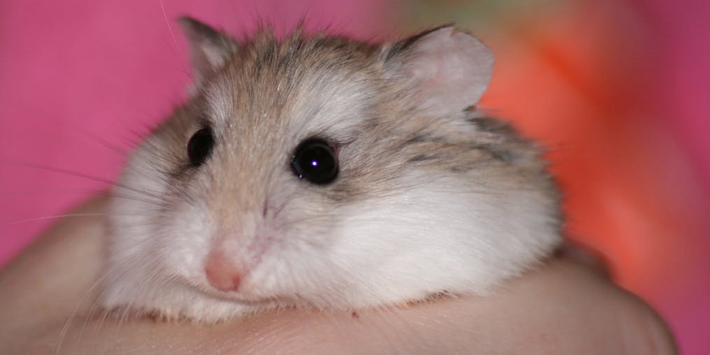 Woman Claims Airline Told Her to Flush her Hamster Down the Toilet—and ...