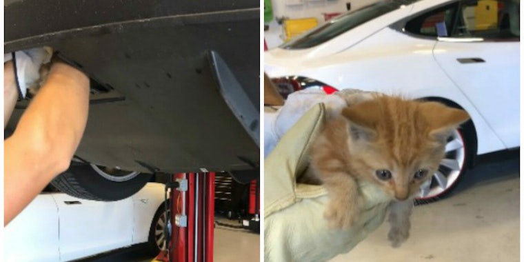 Tesla cat stuck in bumper