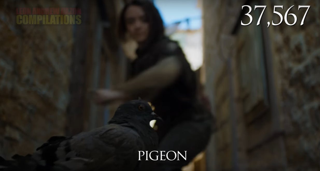 GoT Pigeon 2