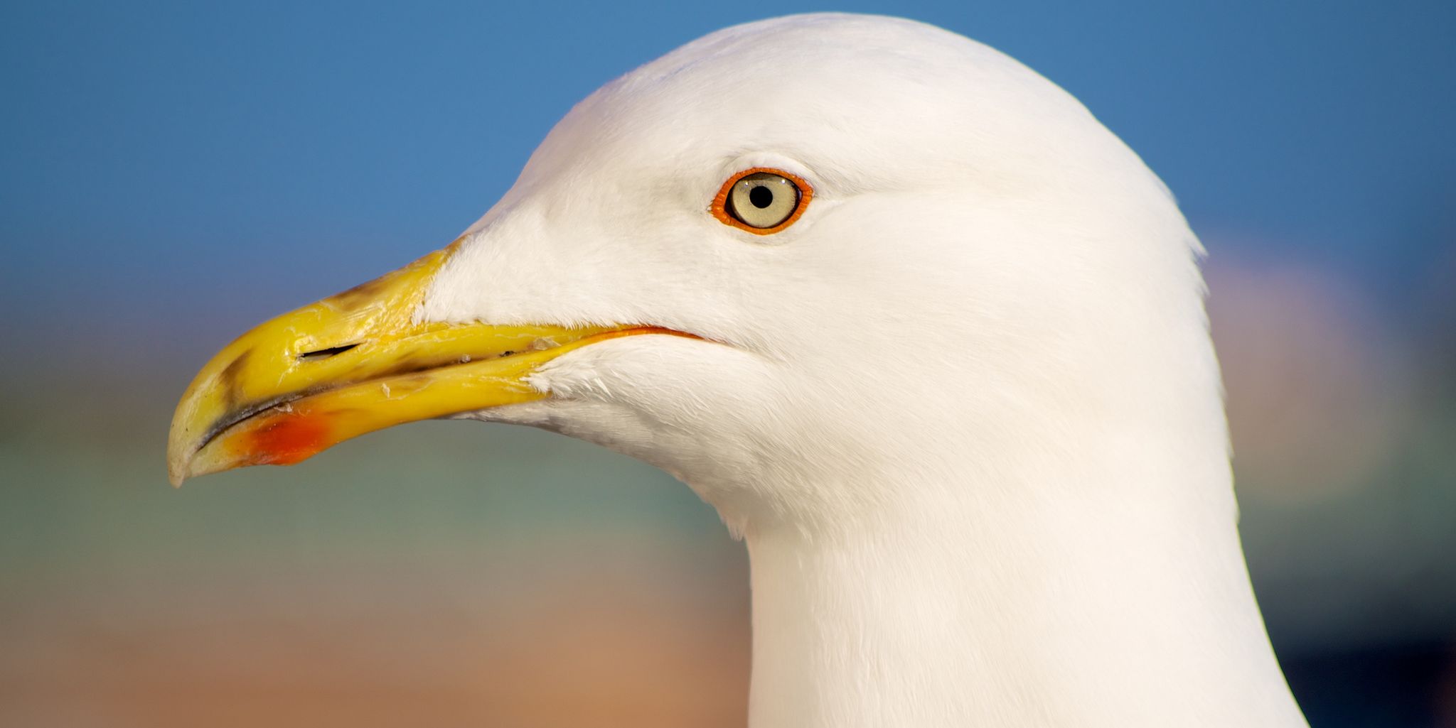 Кольчатая чайка. The seagull. Серебристая чайка самец. Seagull s. Seagull s.