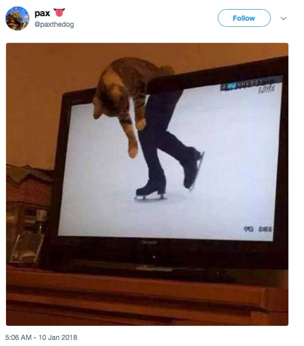 cat hanging over display on top of picture of ice skater
