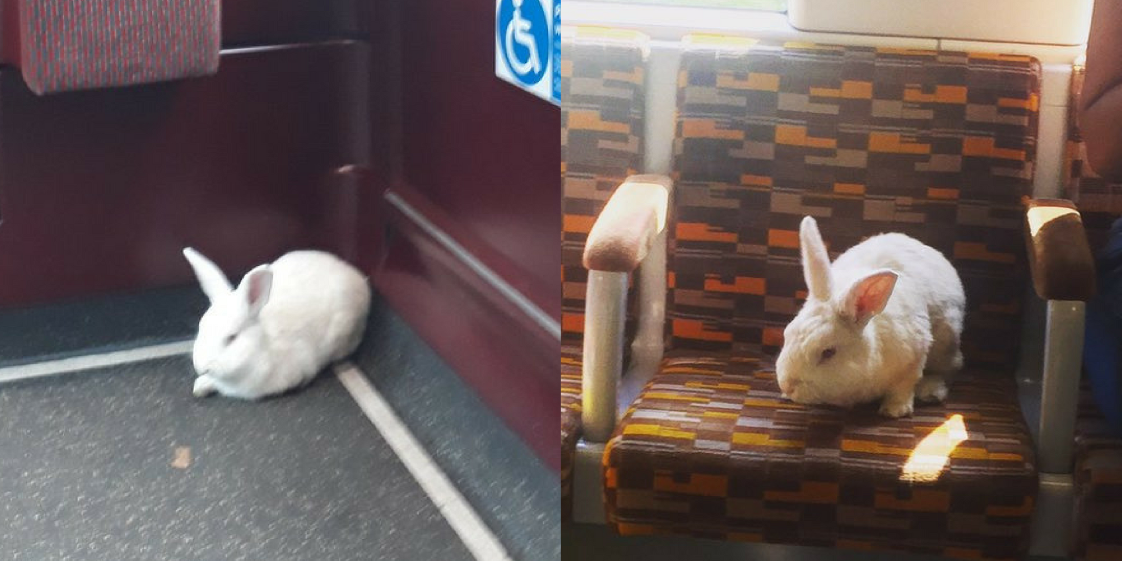 Photos of rabbits riding London busses
