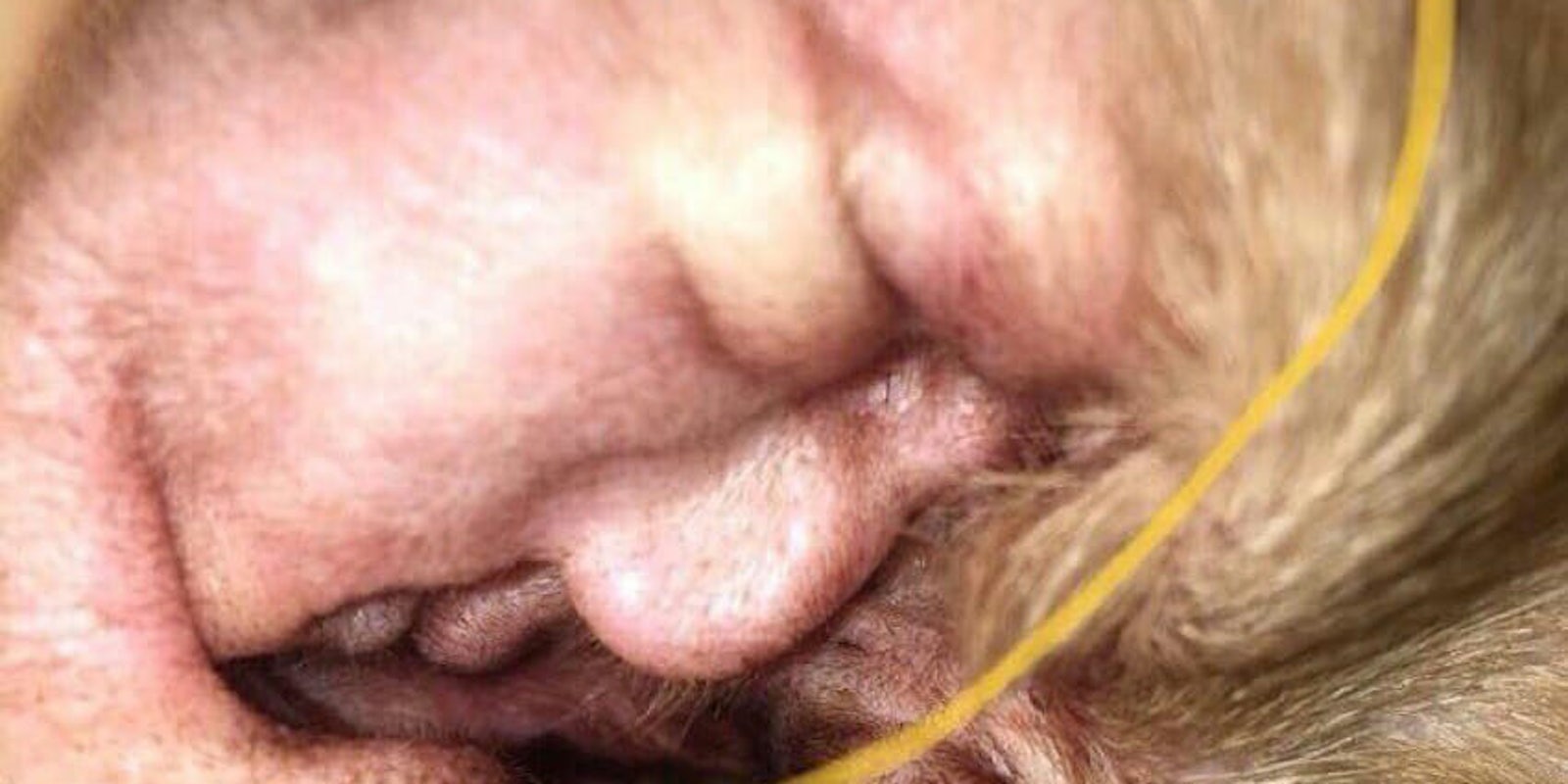 Trump dog ear