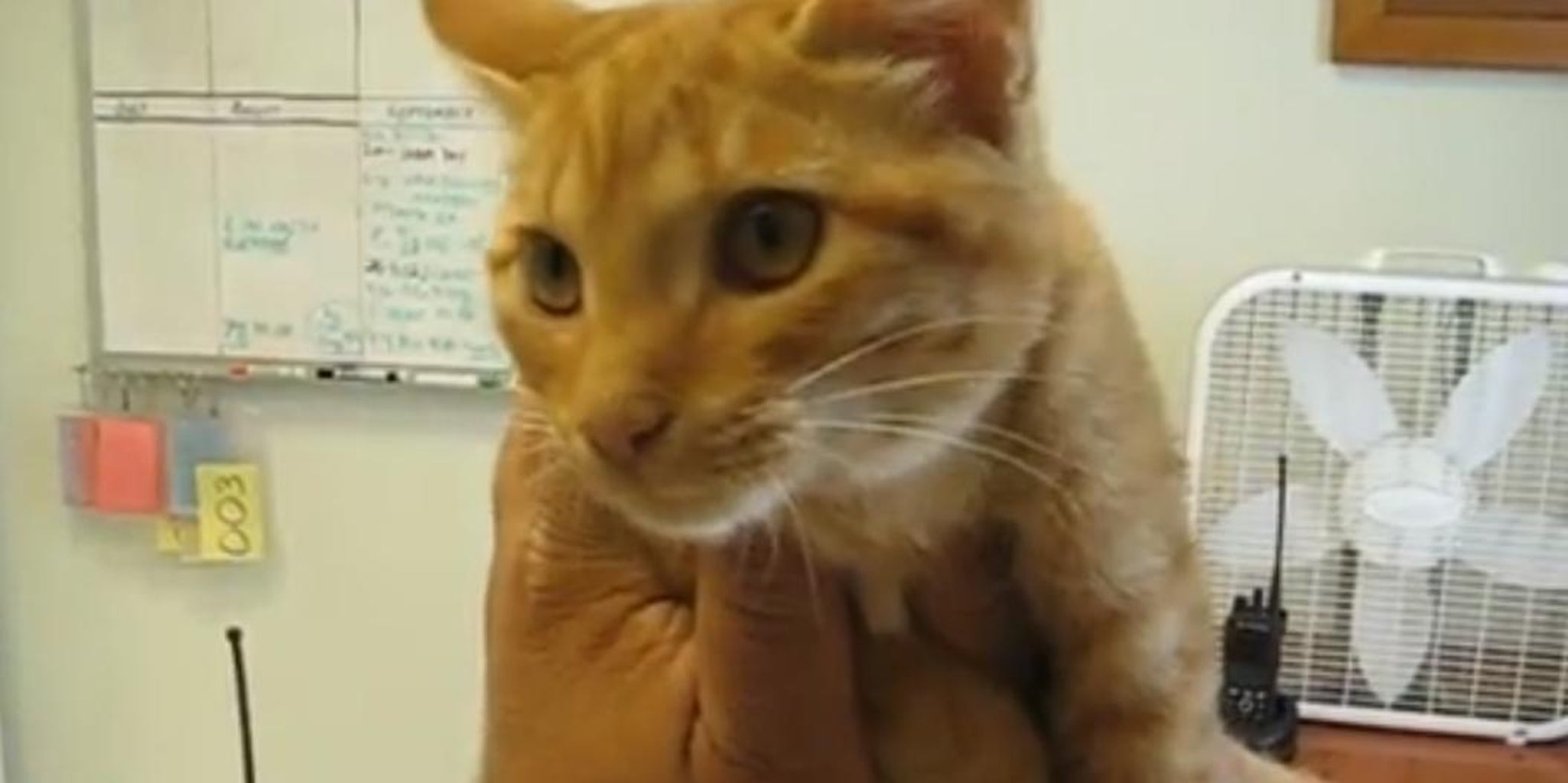 Homepage article image