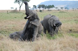 elephant kills hunter