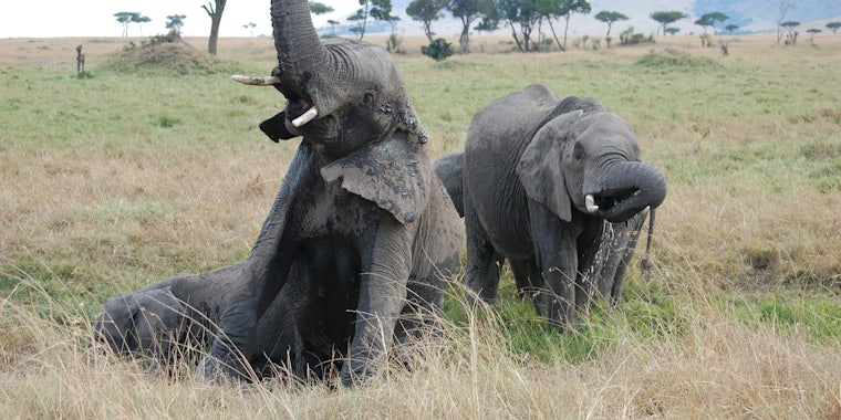 elephant kills hunter