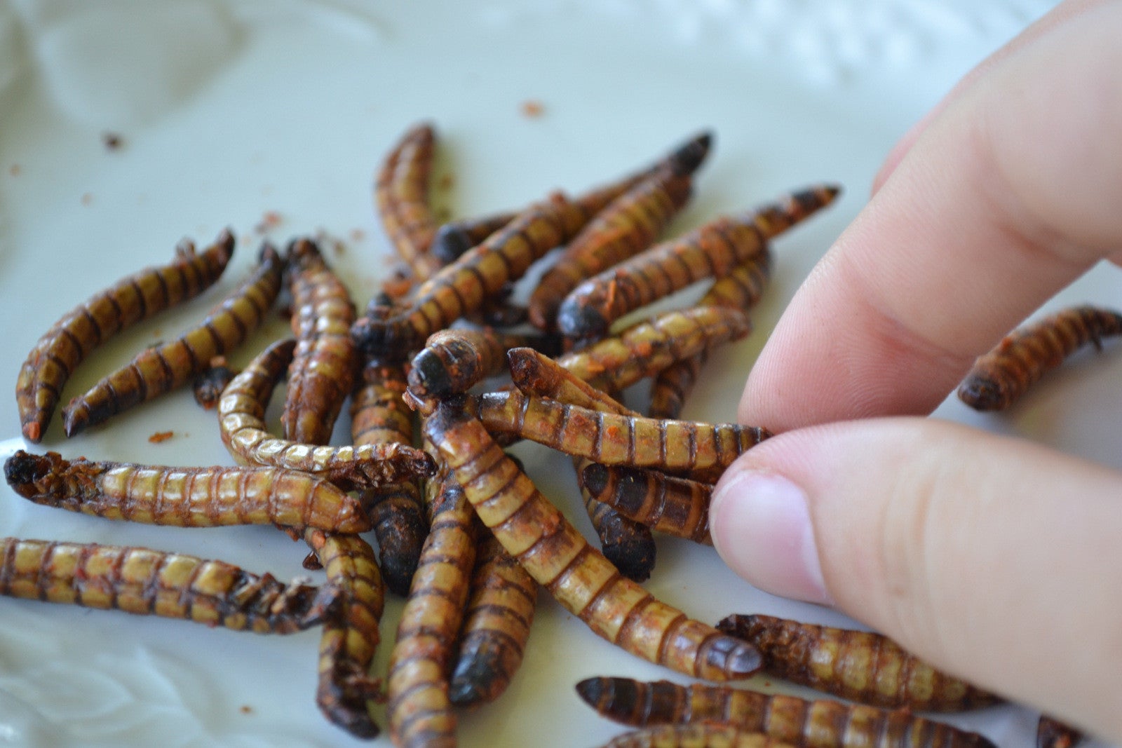 Super Cricket Farms  Canada - Farm Fresh Crickets and Worms