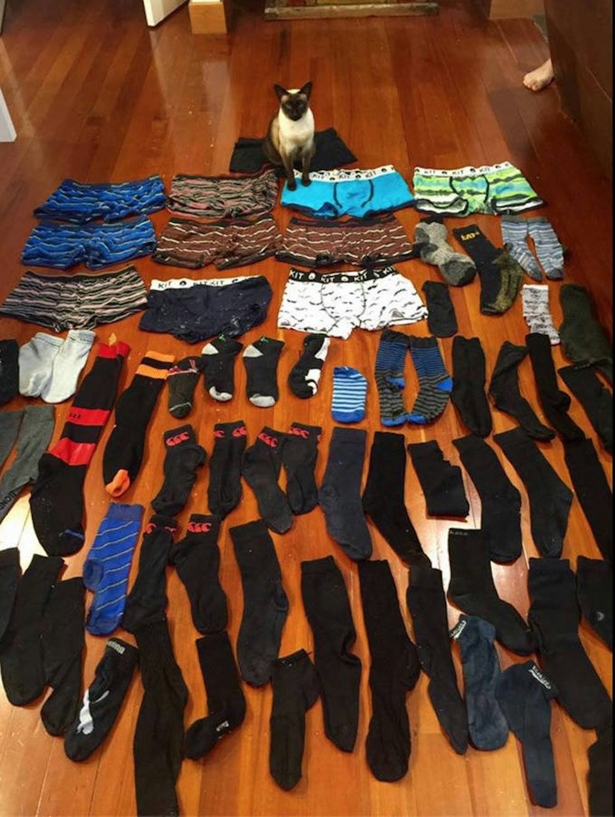 New Zealand 'cat burglar' caught stealing men's underwear - BBC News