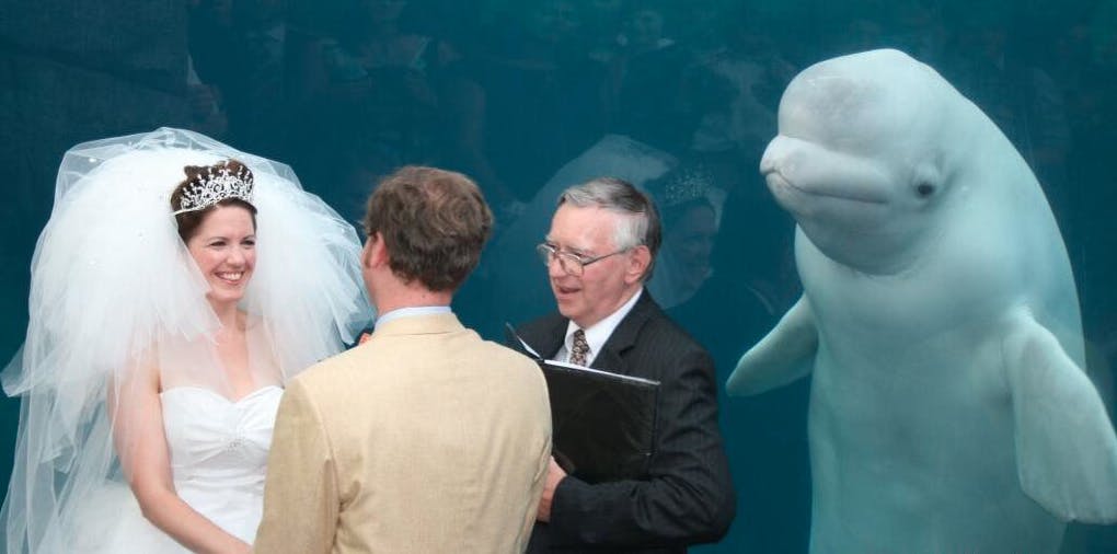 Whale at wedding