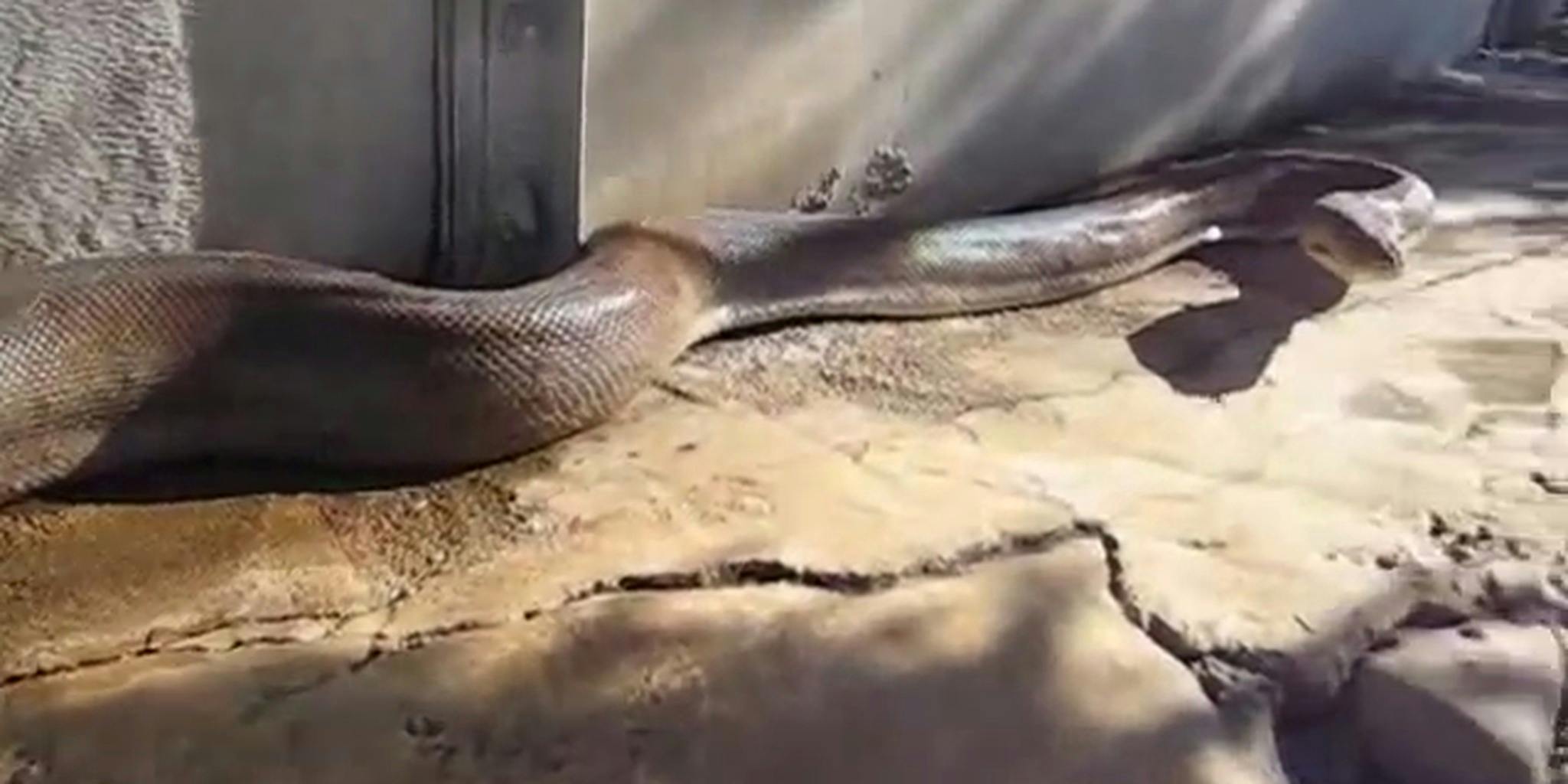 scary snakes that make you jump