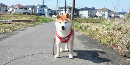 Shiba Inu that inspired the Doge meme is not dead