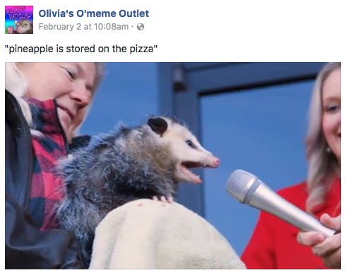 interview possum pineapple stored on pizza
