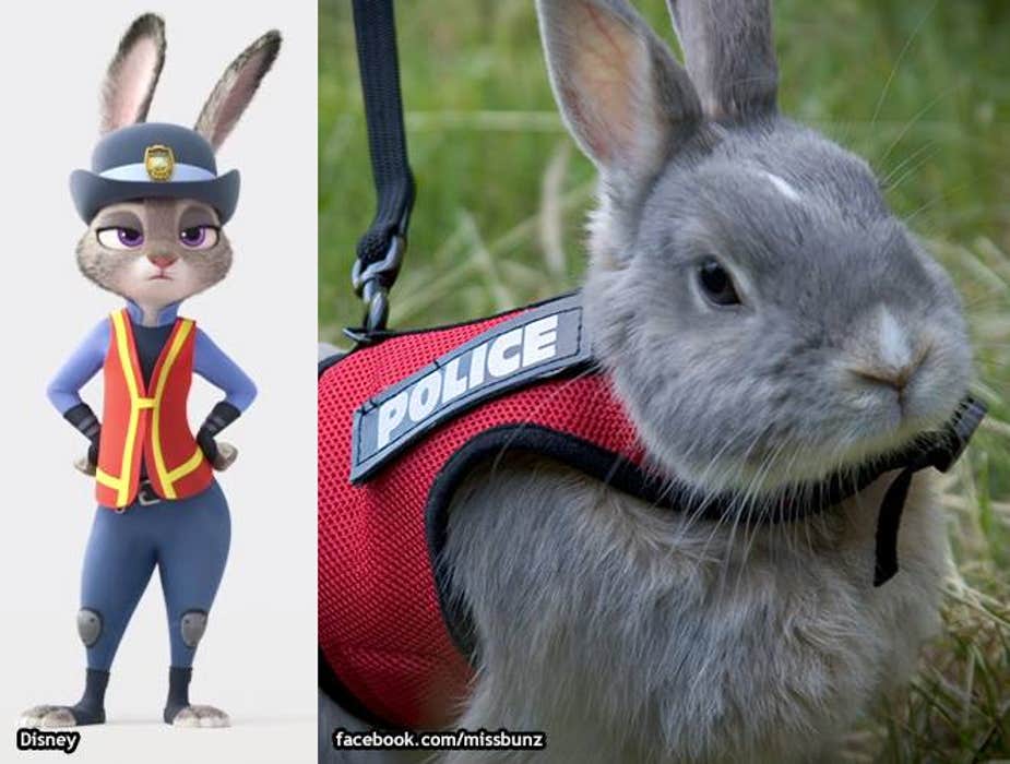 This adorable police bunny is like a reallife Judy Hopps