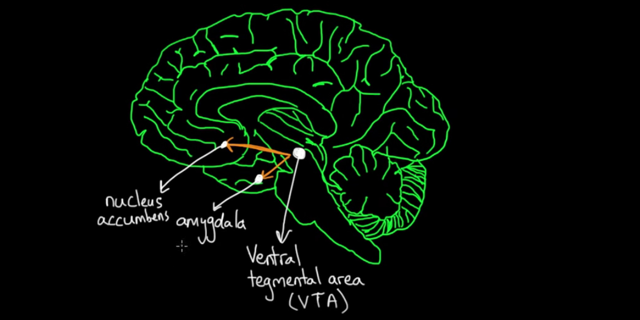 Study Shows What Really Gets Neuroscientists Excited - The Daily Dot