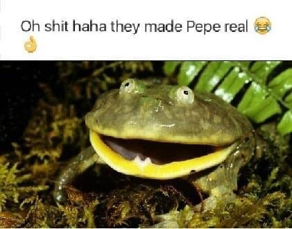 o shit haha they made pepe real