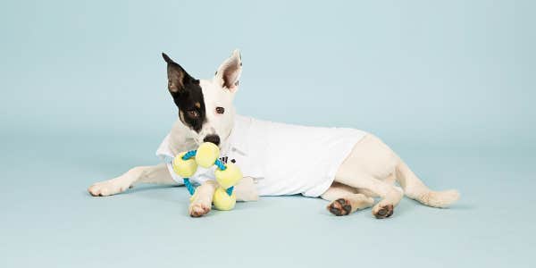 barkshop dog toys tennis bracelet
