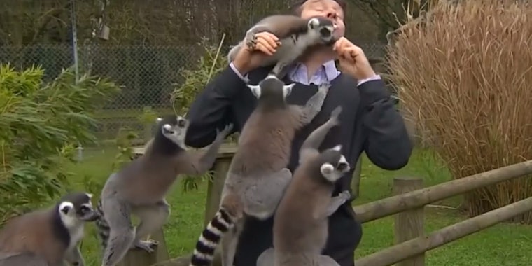 Video shows lemurs hilariously swarming a BBC reporter as he tries to report on the Banham Zoo.