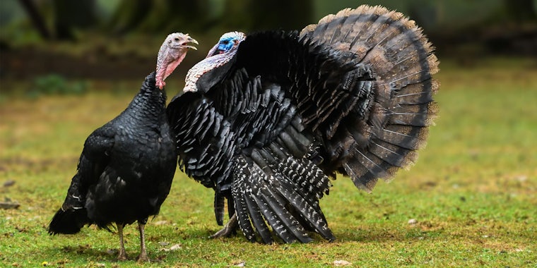 Two turkeys fighting. Thanksgiving dinner basic political facts