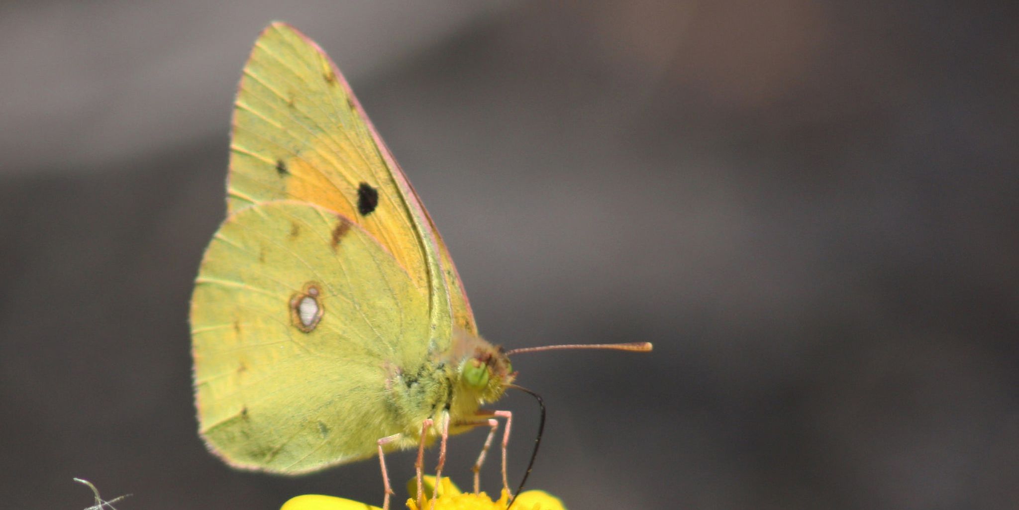 Homepage article image