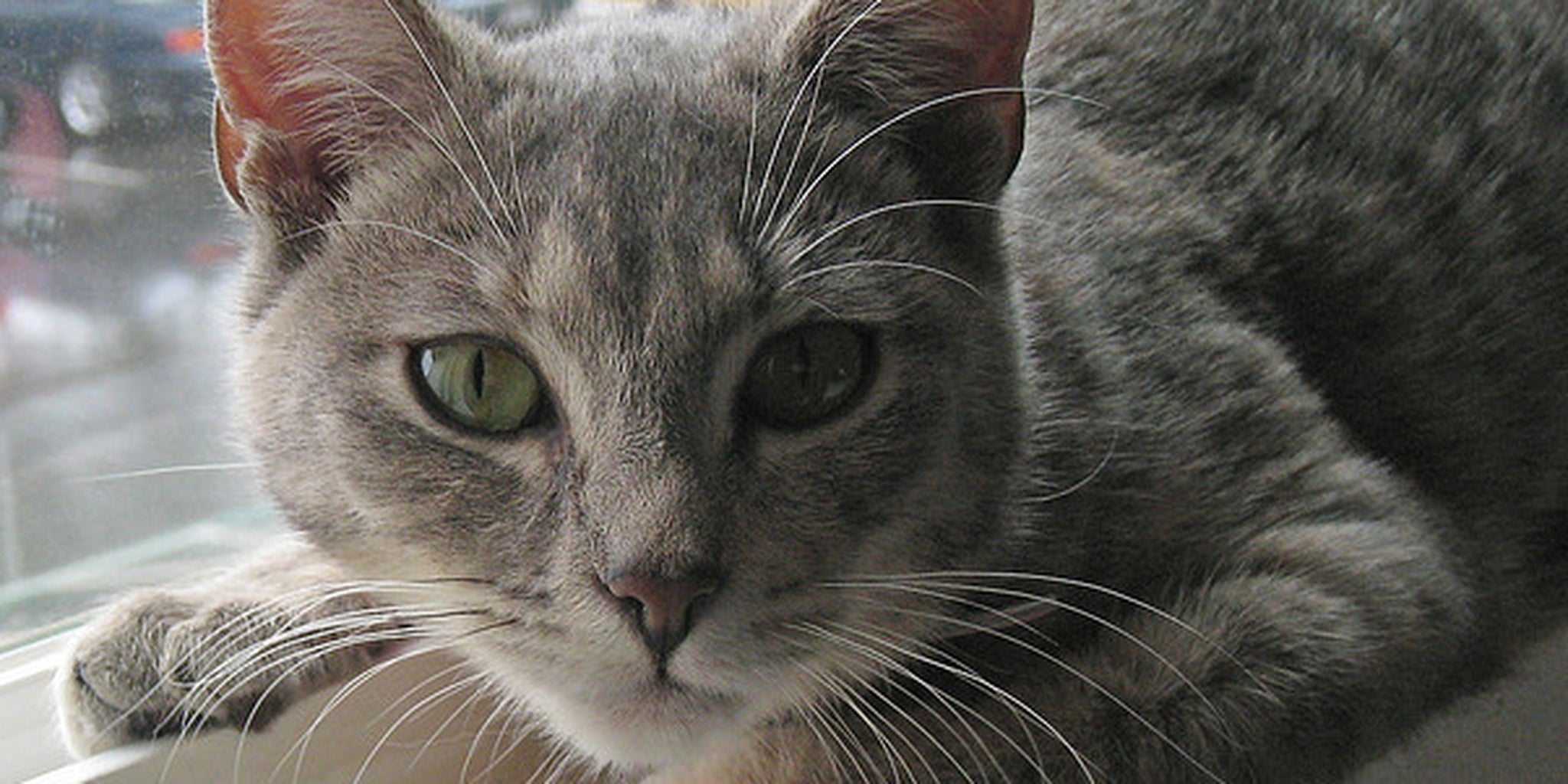 Cat wants nothing to do with humantocat translation app