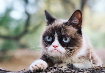 Grumpy Cat Owner Wins $700K Lawsuit Over Copyright Infringement