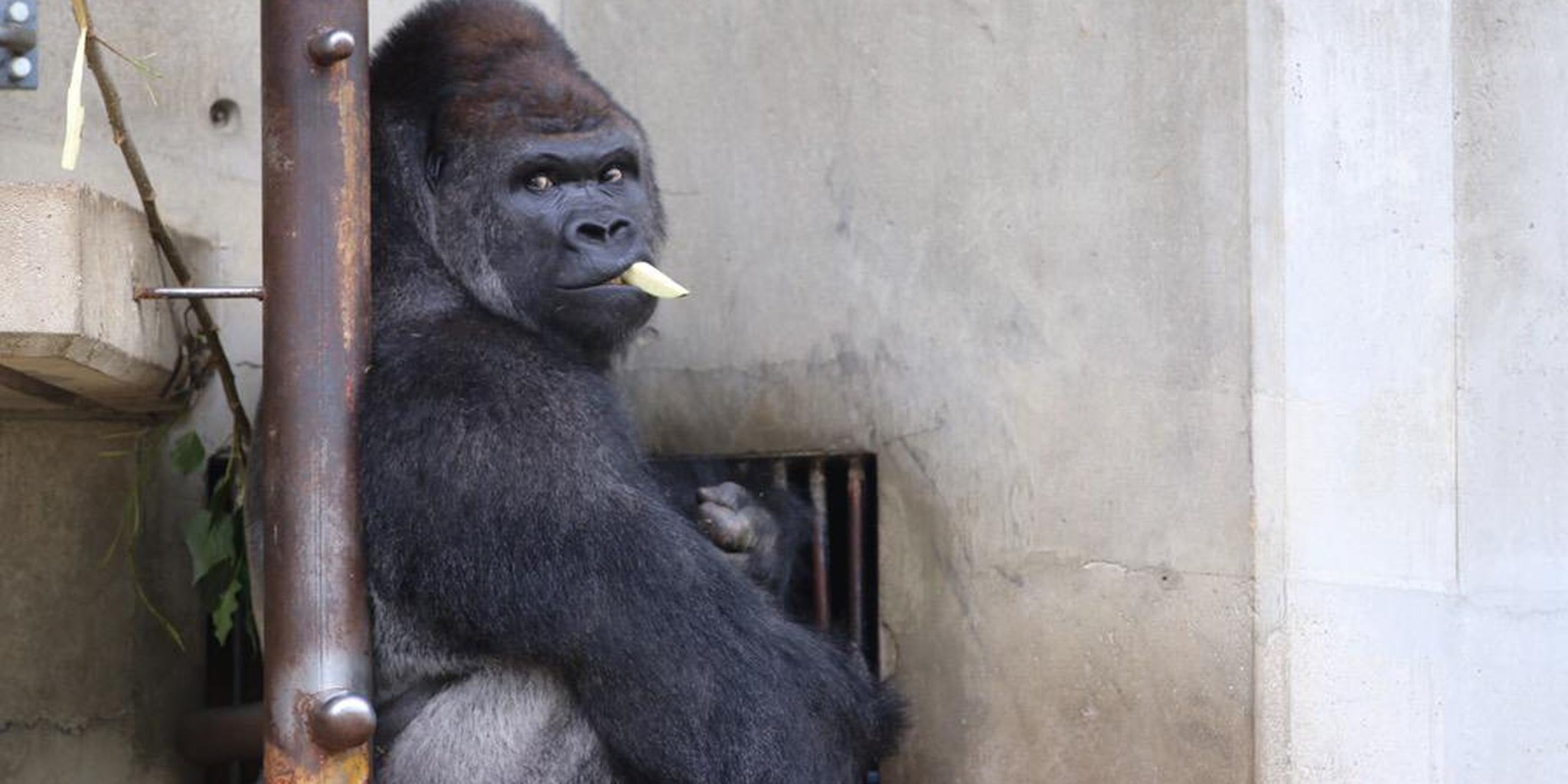 In which we declare our undying love for a handsome gorilla - The Daily Dot
