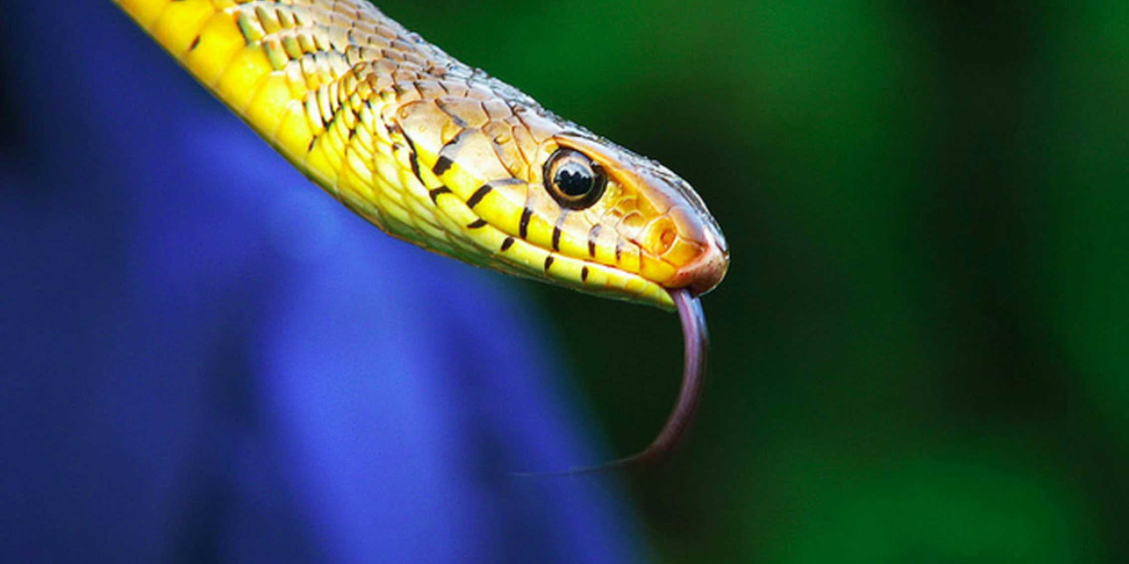Snek' is the slithering, scaly, surprisingly adorable heir to Doge - The  Daily Dot
