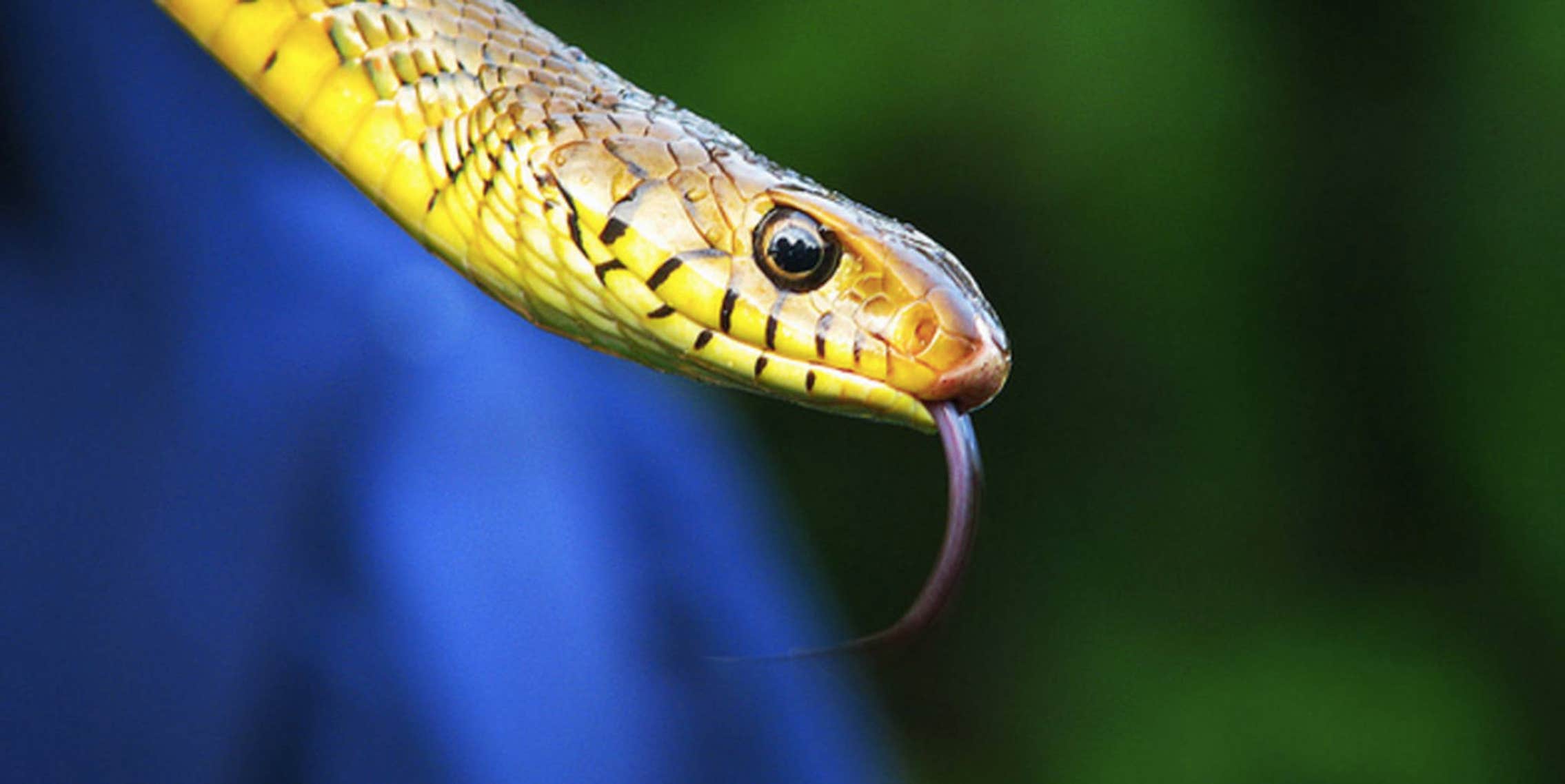 Snek' is the slithering, scaly, surprisingly adorable heir to Doge - The Daily Dot Snek' is the slithering, scaly, surprisingly adorable heir to Doge - The Daily Dot