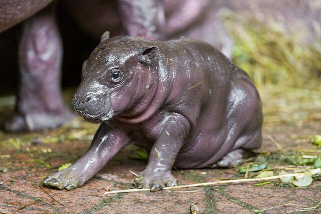 pygmy baby hippo