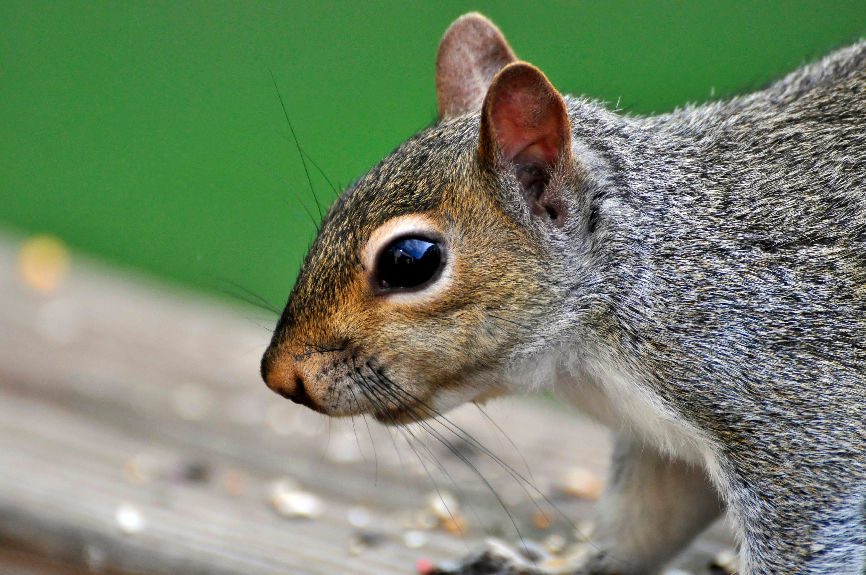 Thieving Squirrels Have Stolen Nearly 50 Candy Bars From This