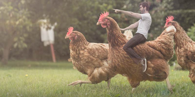 How a guy riding a chicken became an overnight street art sensation ...
