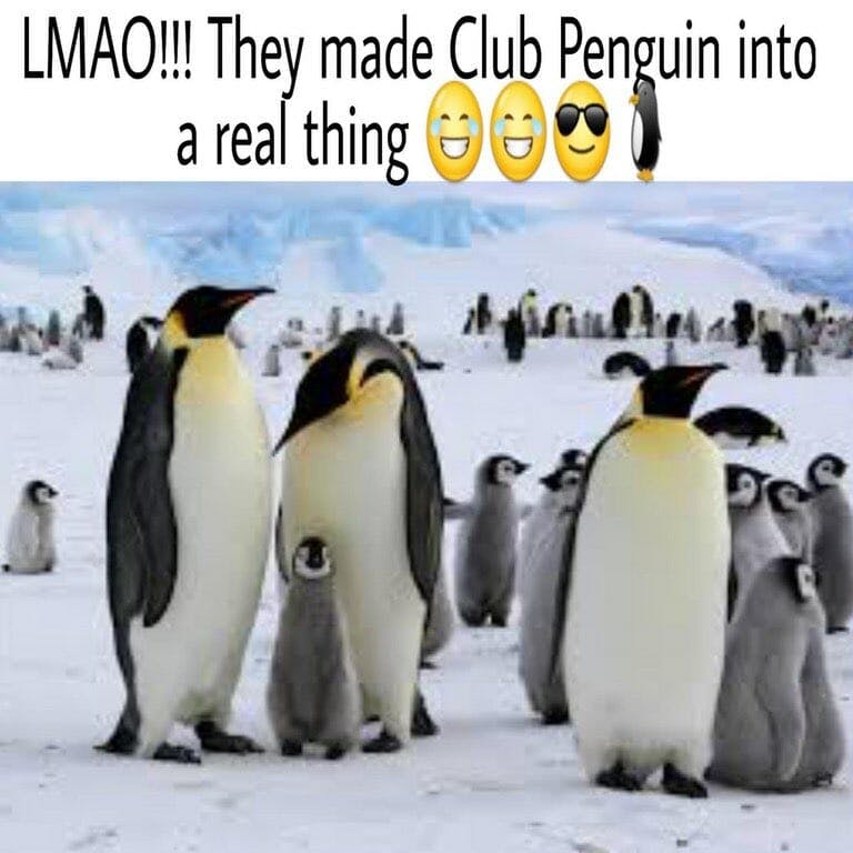 club penguin with real penguins