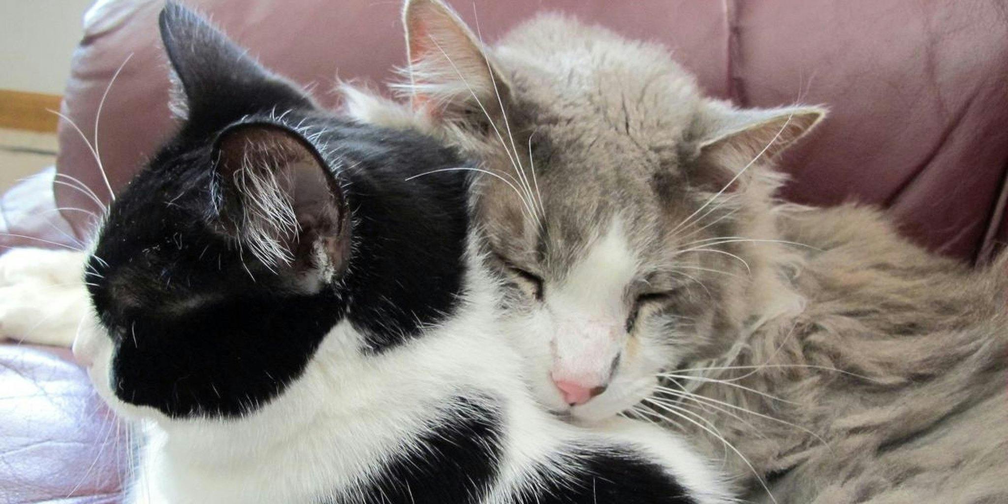 Adorable cats kiss, then immediately try to kill each other - The Daily Dot