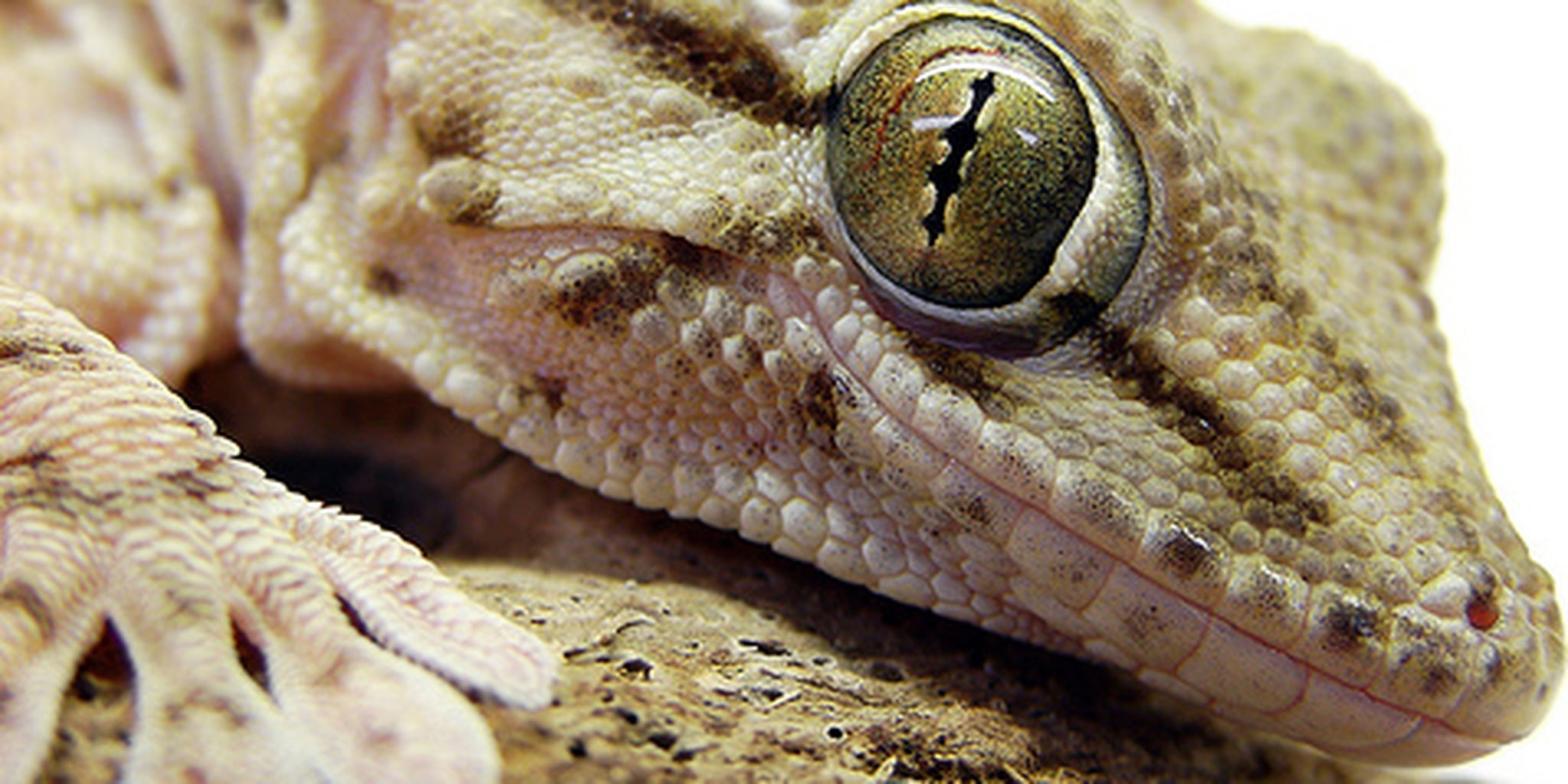 Homepage article image