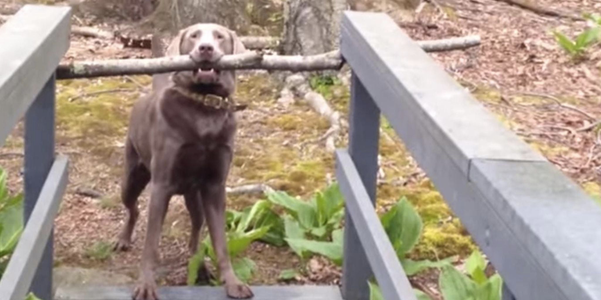 Determined dog figures out how to carry giant stick over tiny bridge