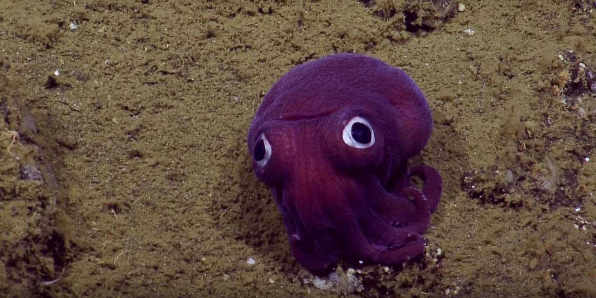 GooglyEyed Squid Peers Directly Into Your Soul