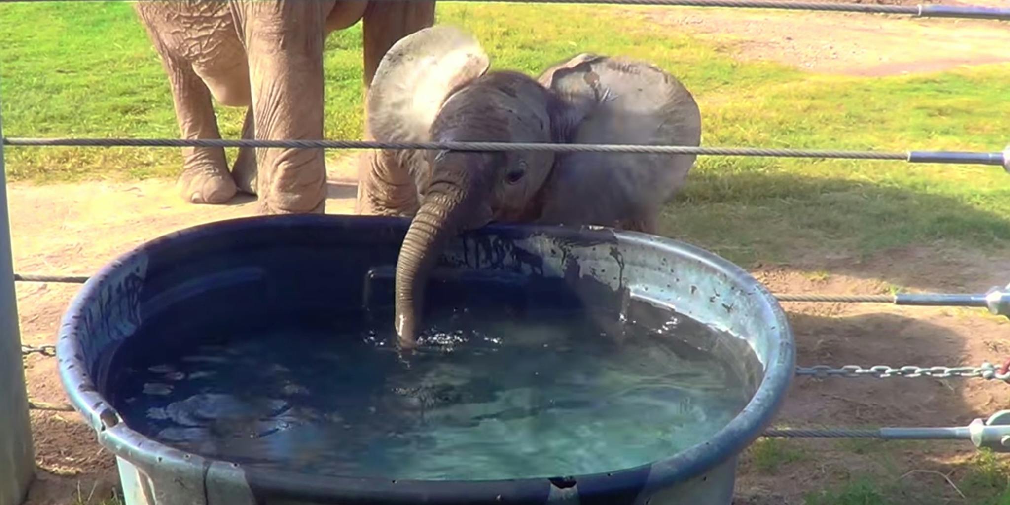 This baby elephant is having way too much fun blowing bubbles